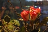 DSC_0066_resize.JPG