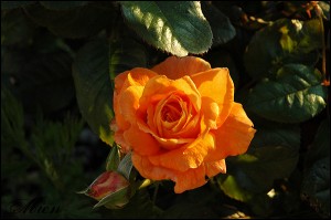 Ros i solnedg&aring;ng