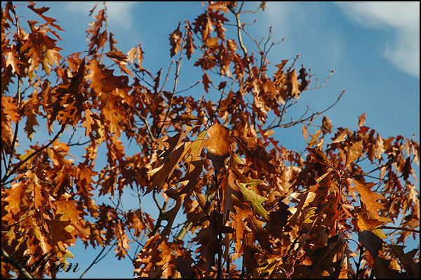 En solig dag i november